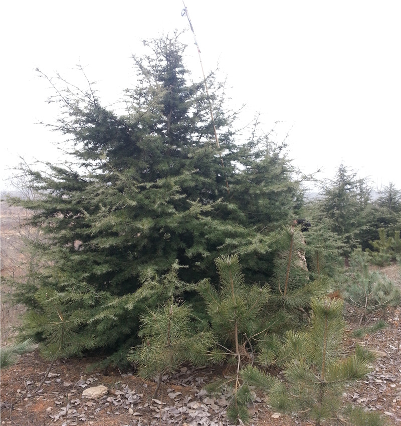 批發(fā)基地處理8米雪松 雪松小苗批發(fā)價格