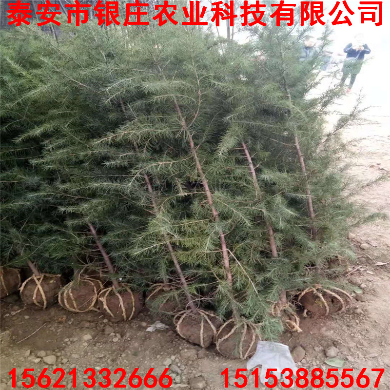 苗圃出售雪松 雪松樹批發(fā)