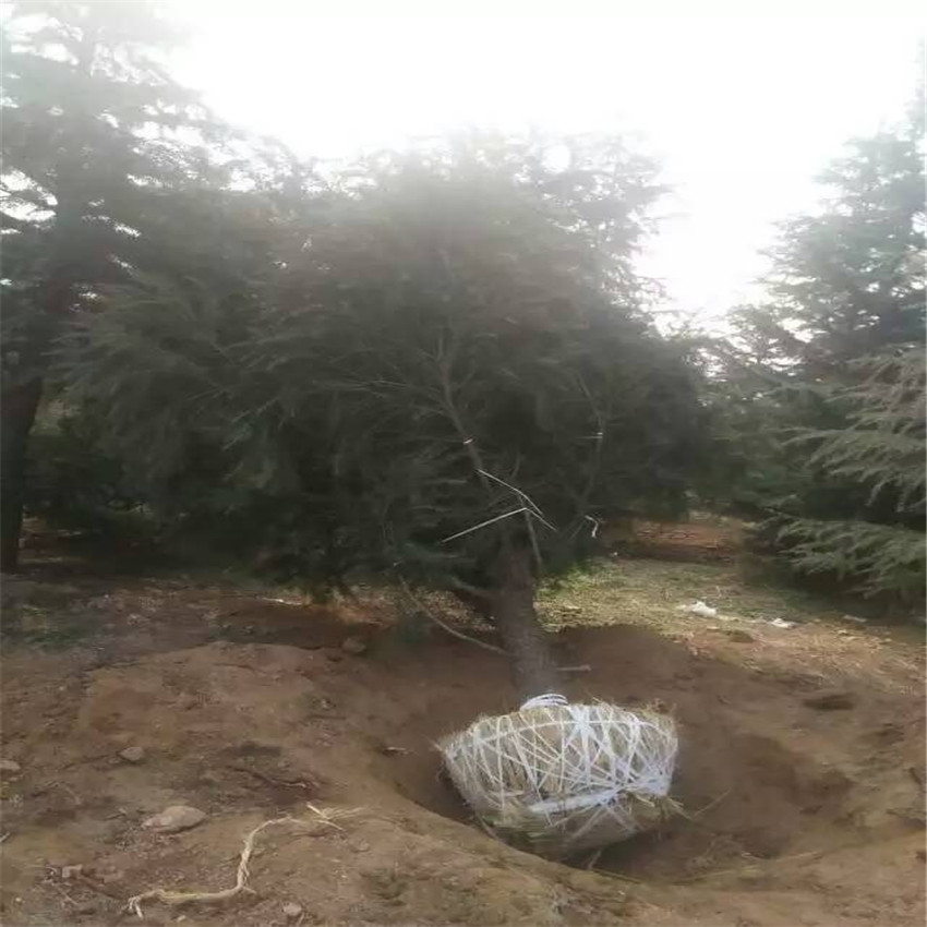 大小規(guī)格雪松小苗 基地雪松幼苗