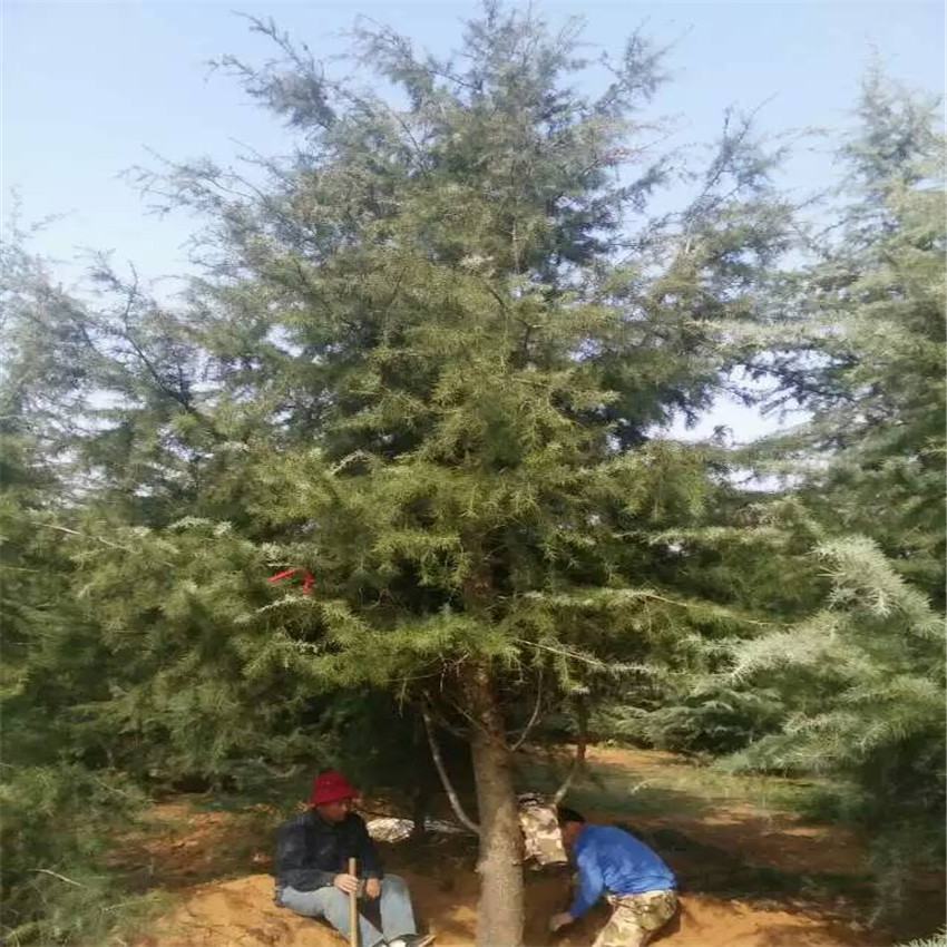 苗圃大量供應(yīng)雪松 雪松小苗價(jià)格低