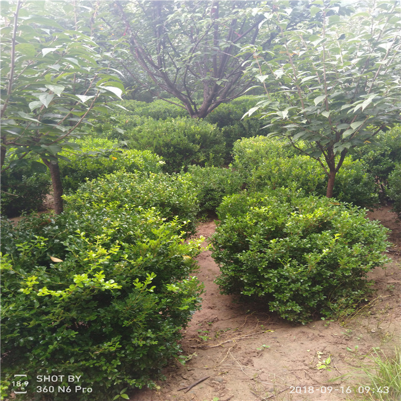 大葉黃楊小苗哪里有賣 黃楊樹苗供應(yīng)基地