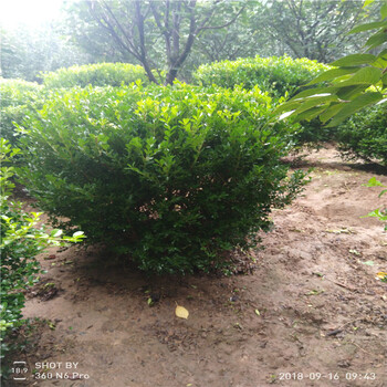 2年生大葉黃楊苗種植方法黃楊樹苗現(xiàn)貨供應(yīng)