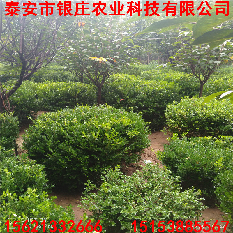 瓜子黄杨苗种植方法 黄杨苗基地