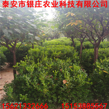 瓜子黃楊基地批發(fā)黃楊苗本地出售