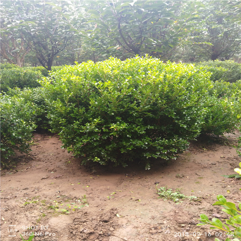 瓜子黄杨苗种植方法 黄杨苗基地