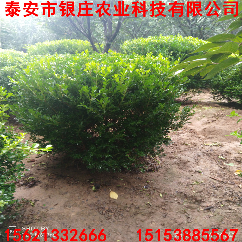 大小規(guī)格大葉黃楊 大葉瓜子黃楊球多少錢一棵