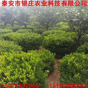 哪里出售瓜子黃楊球大葉黃楊圖片