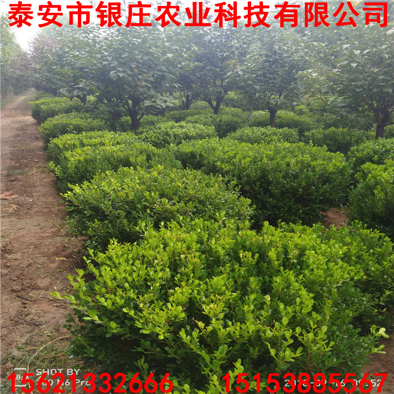 農戶瓜子黃楊球 瓜子黃楊球圖片
