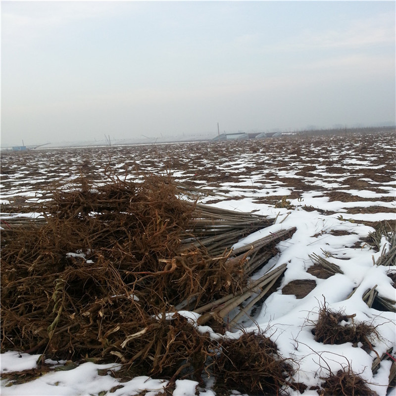 花椒苗香椿苗一亩地投资多少钱 浙江香椿苗地