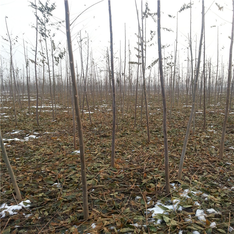 早熟苹果苗多少钱 苹果苗基地