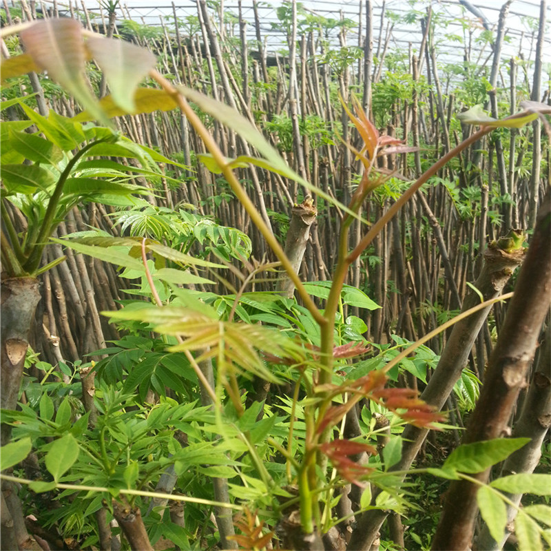 花椒苗香椿苗一亩地投资多少钱 浙江香椿苗地