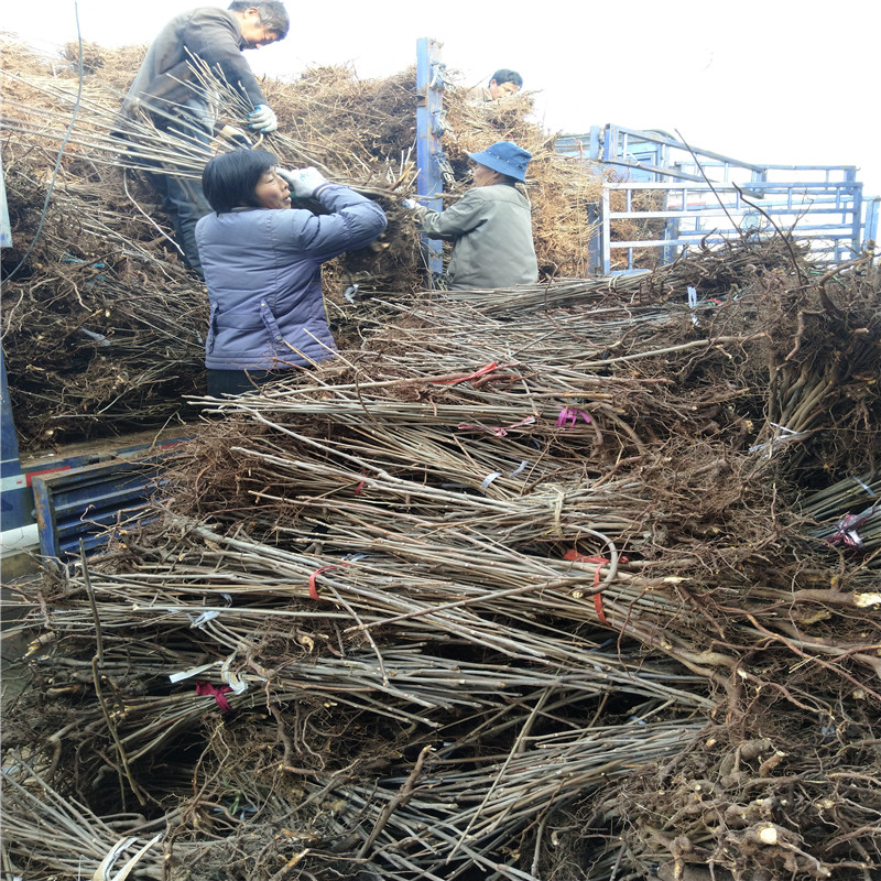 基地供应红油香椿苗香椿苗	种植基地