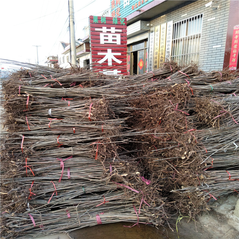 红油香椿树苗价格 苗圃出售香椿苗