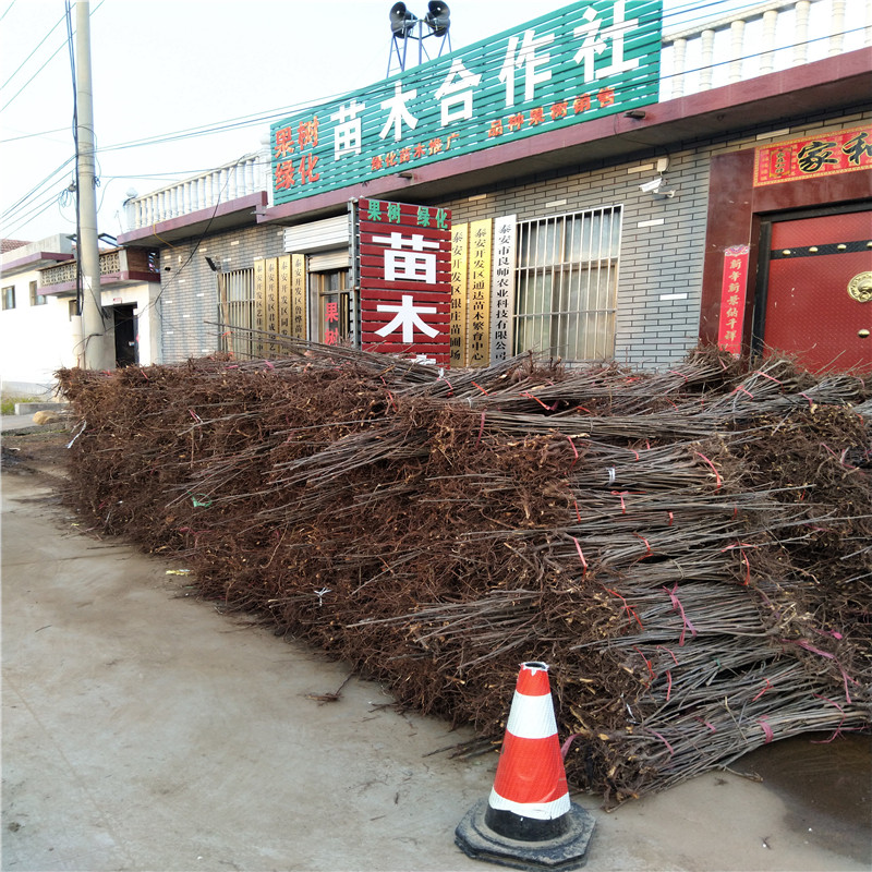 红油香椿树苗价格 苗圃出售香椿苗