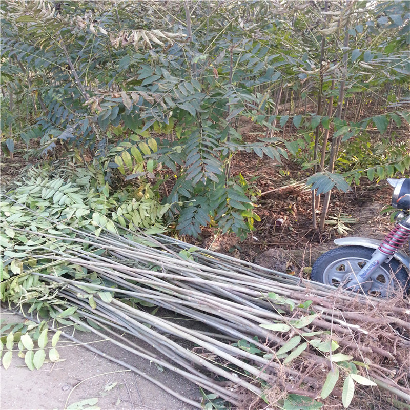 泰安红油香椿苗哪里有卖的 四川香椿苗地