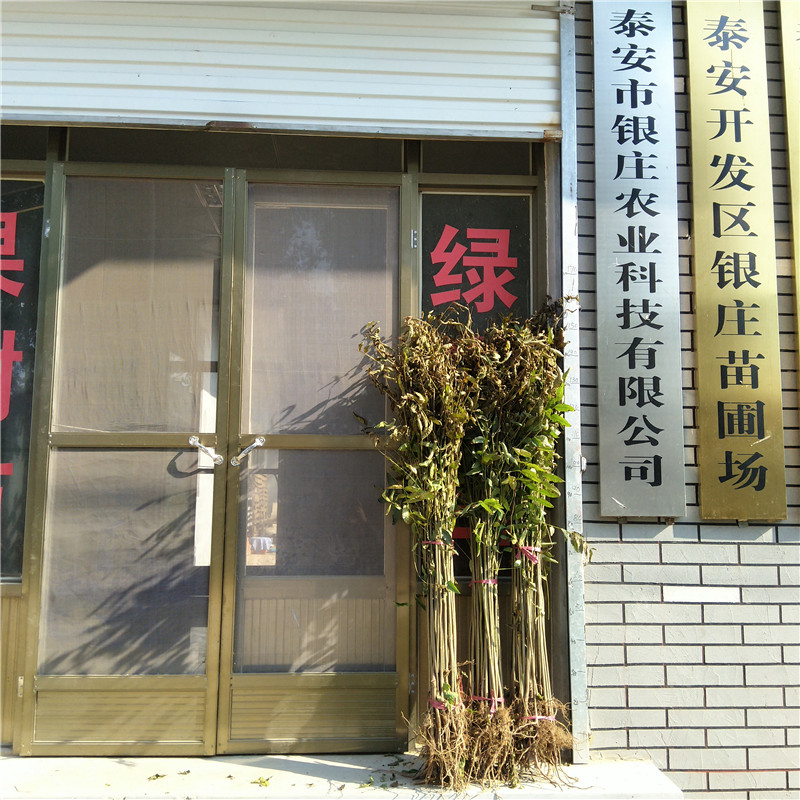 地栽香椿苗基地 安徽香椿苗地