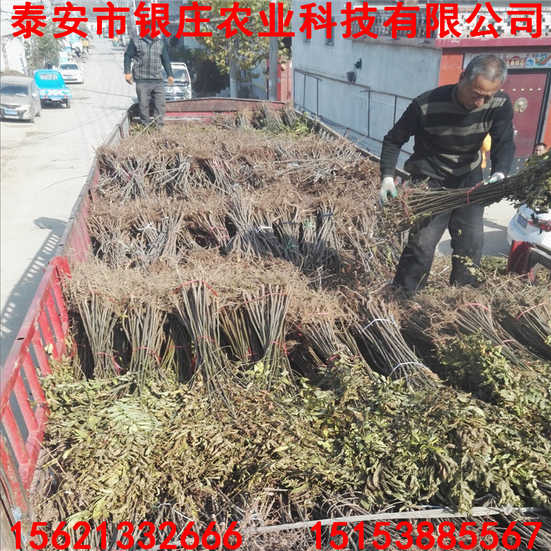 矮化红油香椿苗种植技术 河南现挖现卖香椿苗