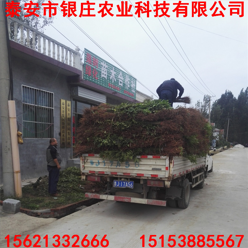 蘋果樹苗木供應(yīng)價格 矮化蘋果苗供應(yīng)價格