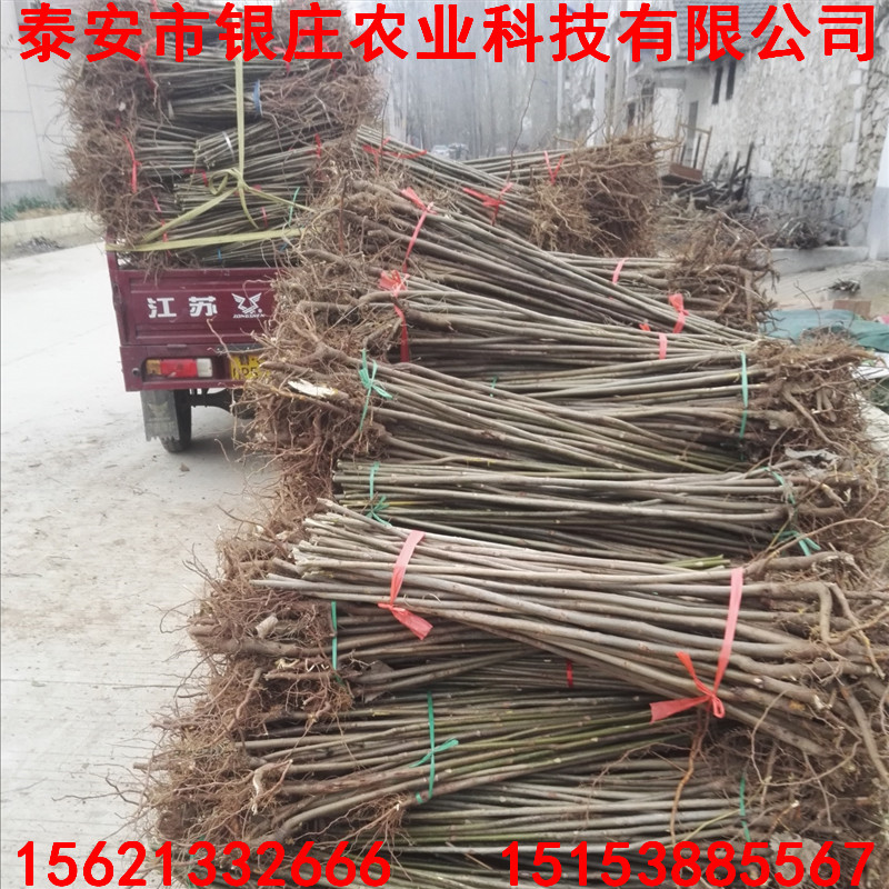 0.6公分紅肉蘋果苗種植 哪里有蘋果苗
