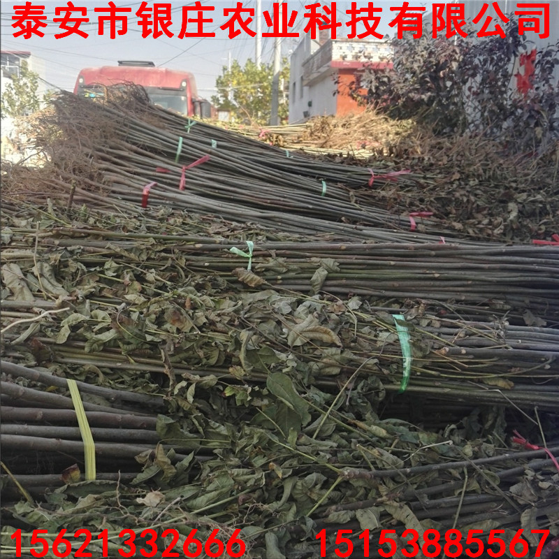 紅油香椿樹苗苗圃 云南紅油香椿苗基地