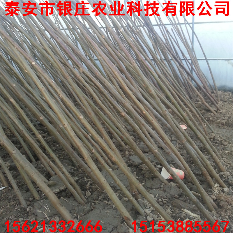 紅油香椿樹苗圖片 出售1公分紅油香椿苗