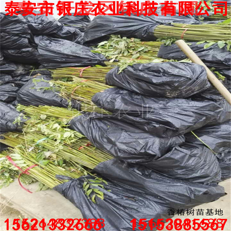 出售1公分紅油香椿苗 泰山紅油香椿苗批發(fā)