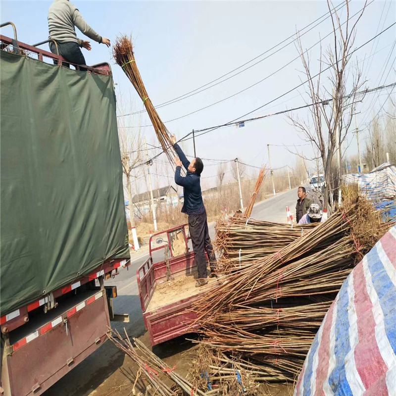 新品种苹果苗图片 哪里有苹果苗