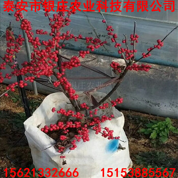 北美冬青北美冬青苗圖片