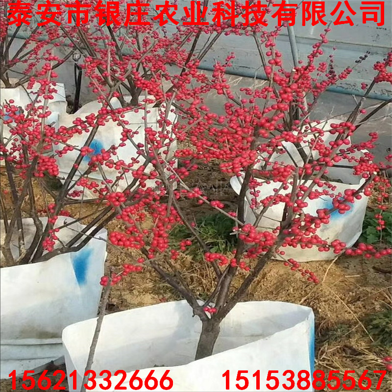北美冬青種苗 北美冬青苗圖片