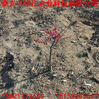 苗圃出售北美冬青北美冬青苗價(jià)格