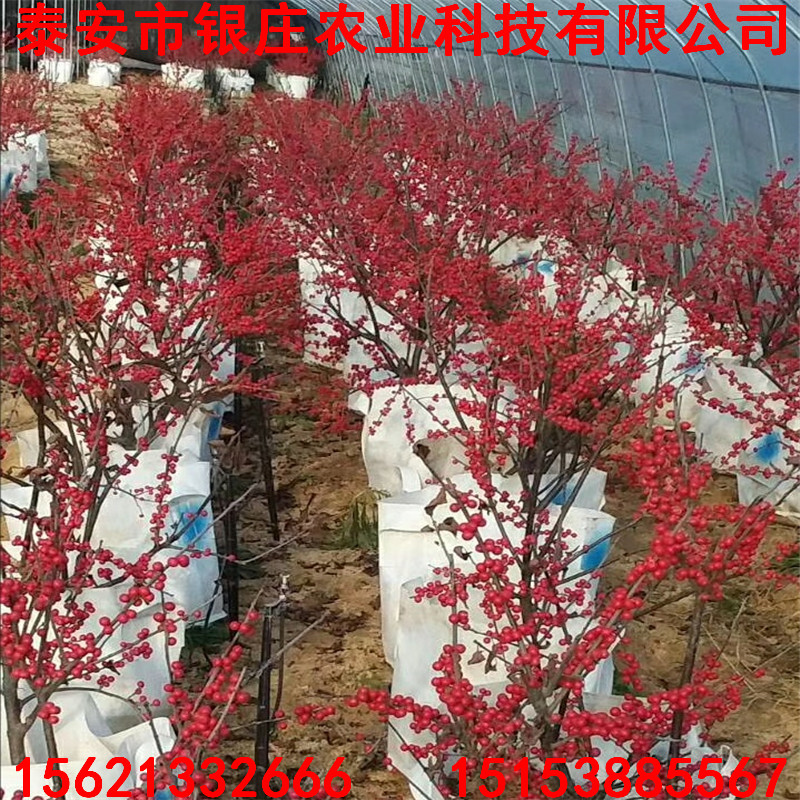 北美冬青哪里便宜 北美冬青多少錢(qián)一棵