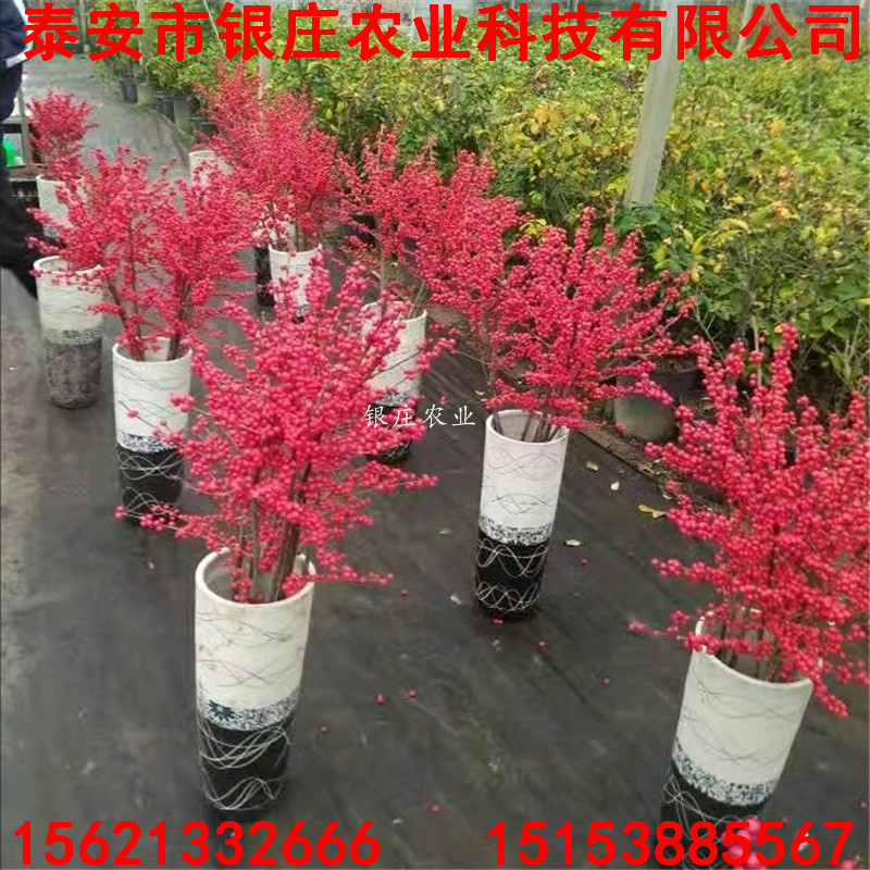 產(chǎn)地北美冬青北美冬青價格