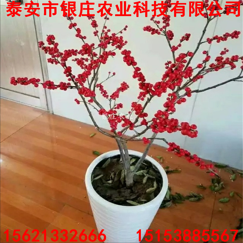 產(chǎn)地北美冬青北美冬青樹苗多少錢一棵
