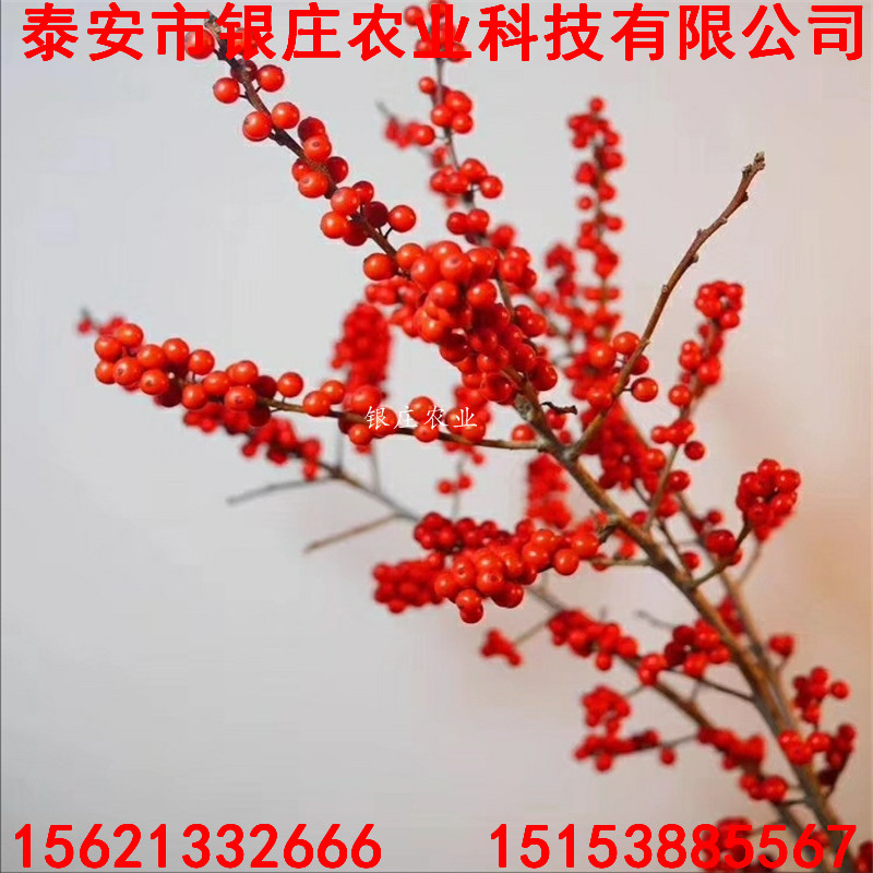 苗圃出售北美冬青 北美冬青苗多少錢一棵