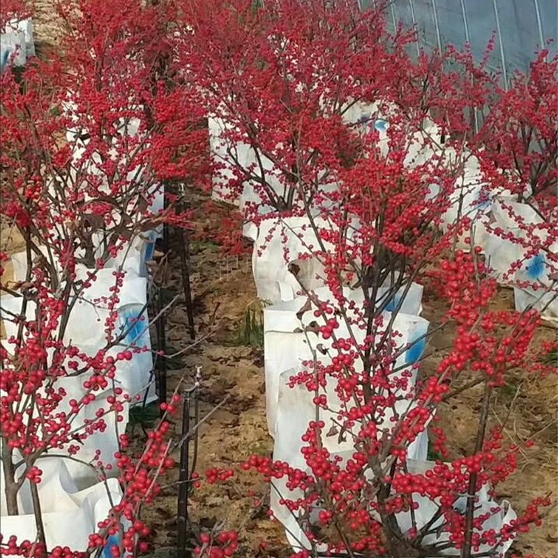 苗圃出售北美冬青 北美冬青樹苗批發(fā)價(jià)格