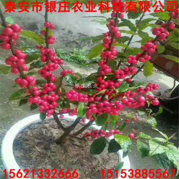 山東北美冬青北美冬青樹苗批發(fā)