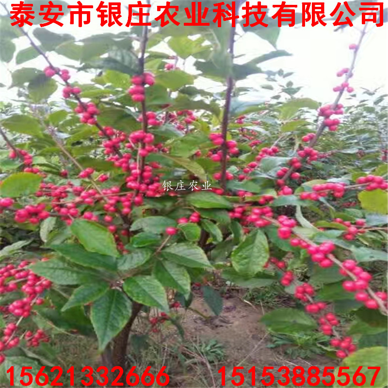 苗圃出售北美冬青 北美冬青苗多少錢一棵