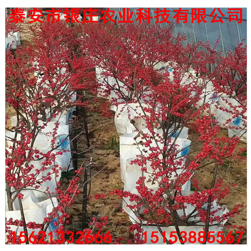園林綠化北美冬青 北美冬青苗價格