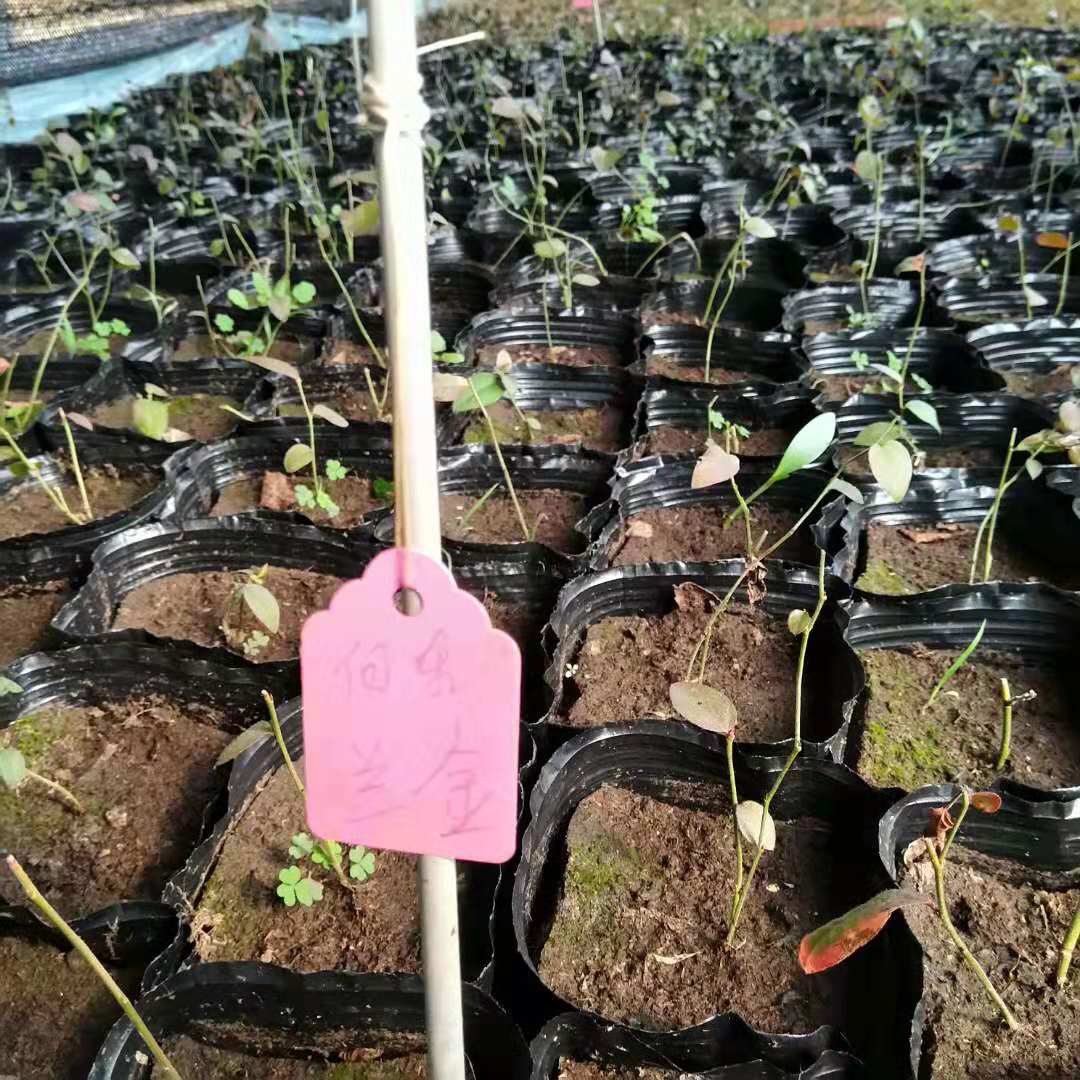 苗圃出售蓝莓苗批发 一亩地栽多少蓝莓苗