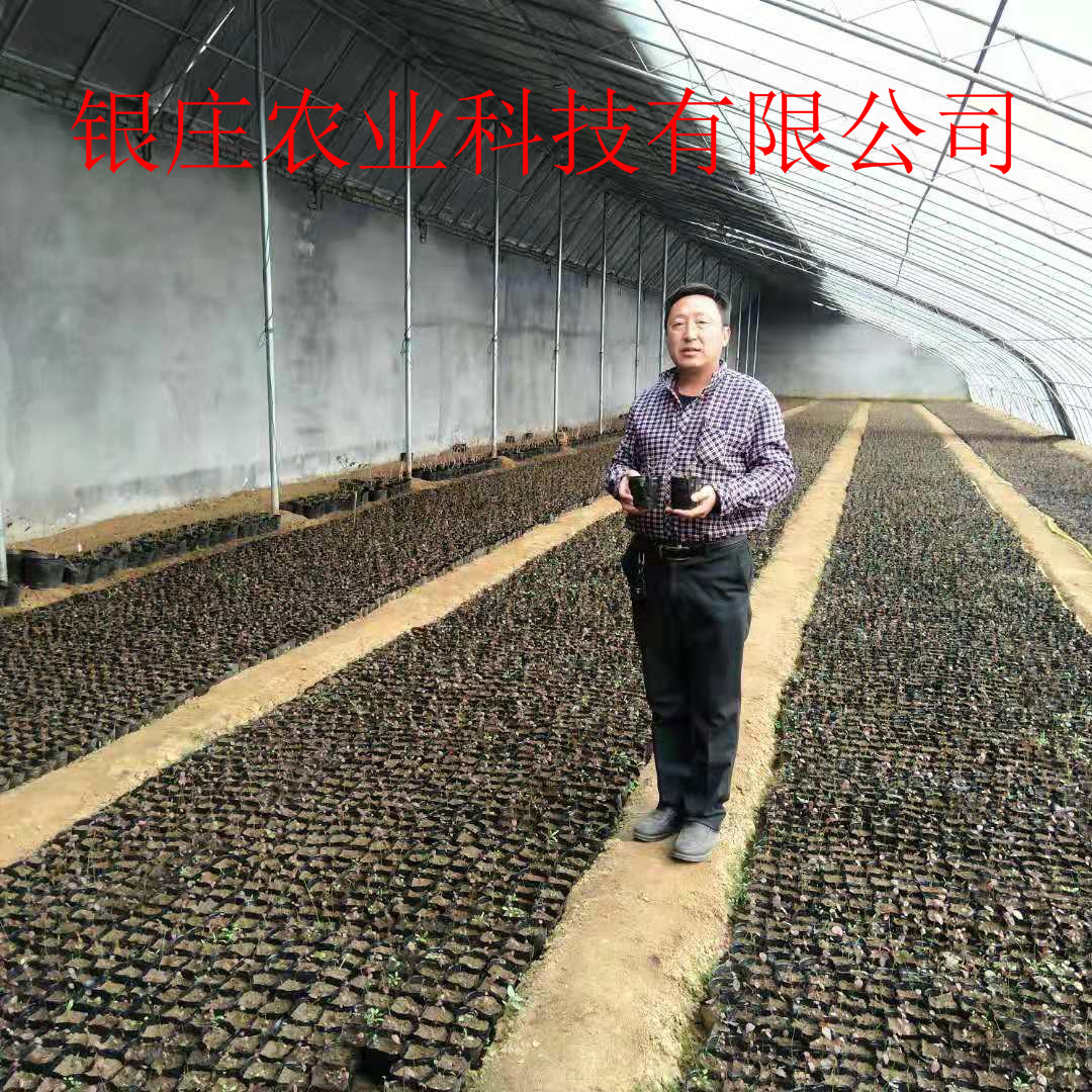 苗圃出售蓝莓苗批发 一亩地栽多少蓝莓苗