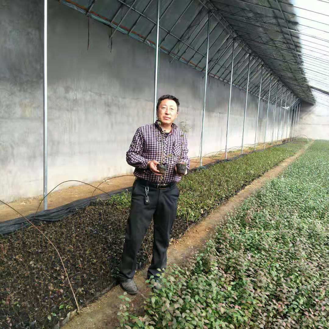 組培藍莓苗一畝地種多少 當年結(jié)果藍莓苗
