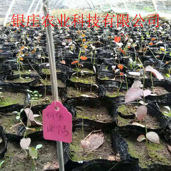 藍莓小苗規(guī)格全當年結(jié)果藍莓苗
