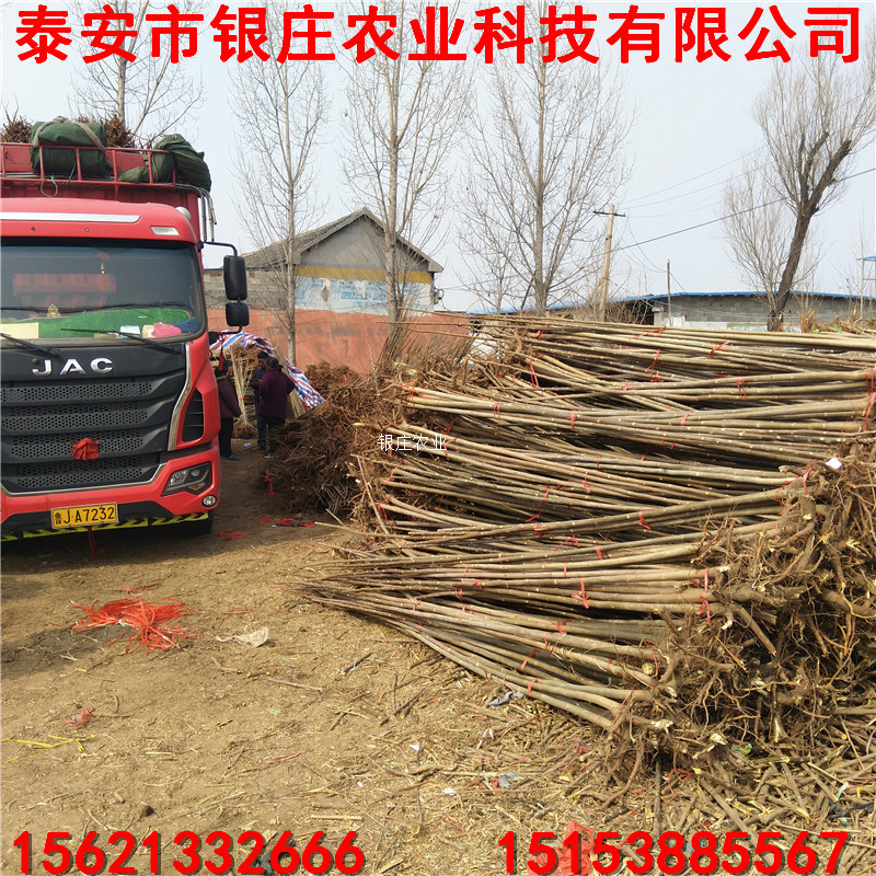 嫁接蘋果樹苗哪有賣 銀莊現(xiàn)貨供應(yīng)蘋果苗