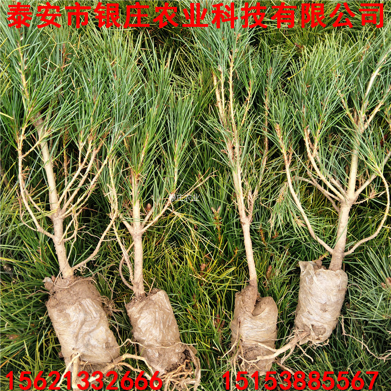 出售白皮松苗多少錢一棵