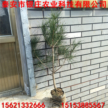 山東哪里出售白皮松苗白皮松樹多少錢一棵