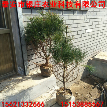 出售白皮松苗多少錢一棵