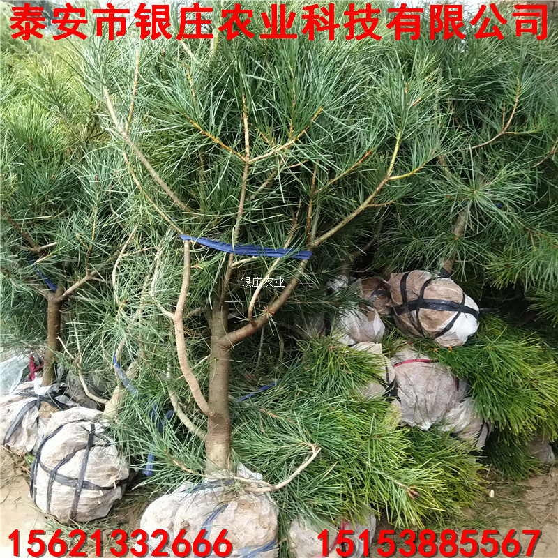 50公分白皮松價格 白皮松樹苗基地