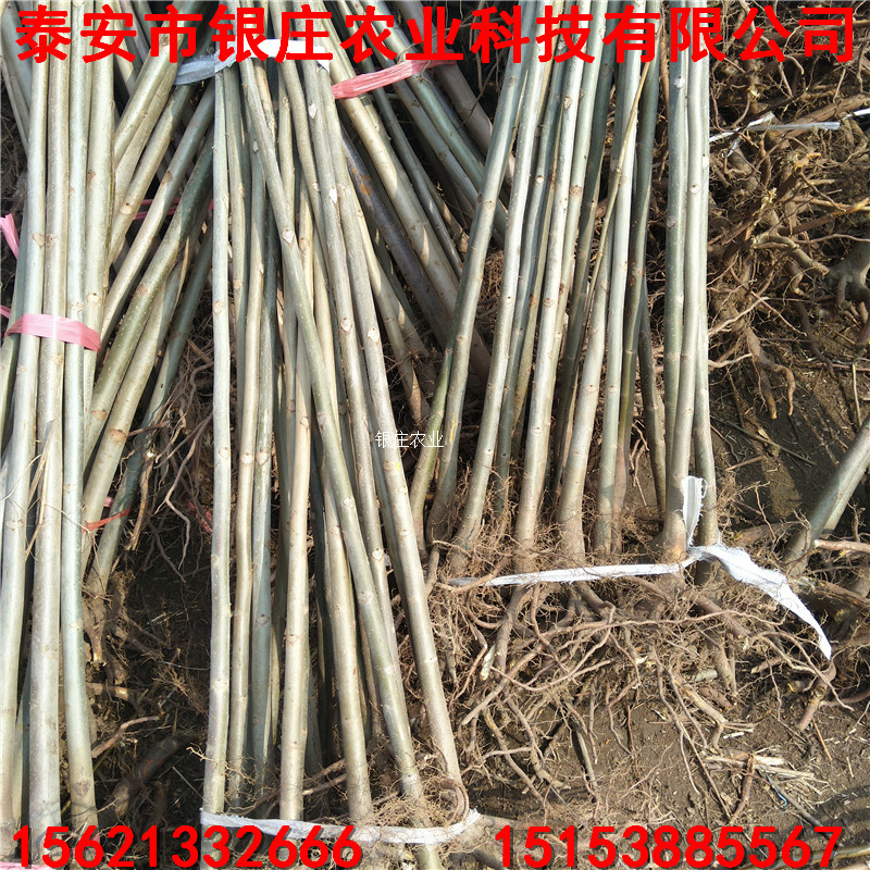 紅肉蘋果苗哪里便宜 蘋果苗供應(yīng)價(jià)格