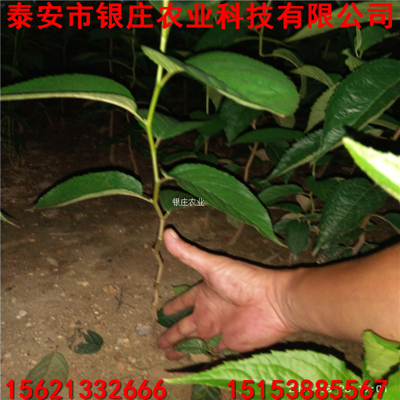 綠化苗1公分杜仲苗 杜仲小苗基地