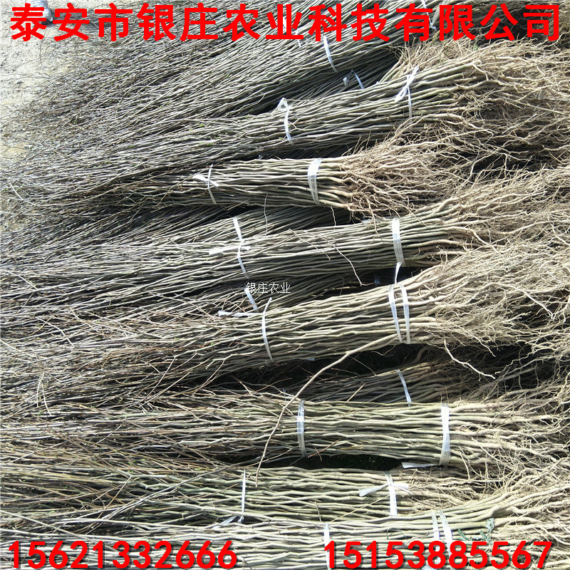 批發(fā)杜仲小苗 杜仲樹苗哪里便宜